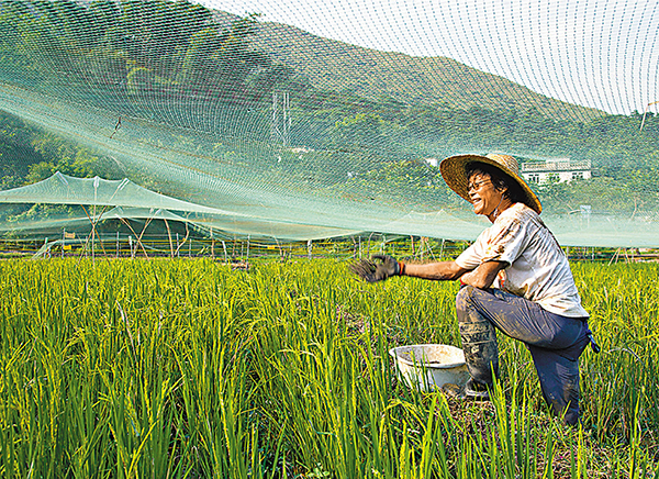 ●荔枝窩項目中，透過復耕水稻以保護自然生態和文化，並提供體驗式學習。 港大圖片