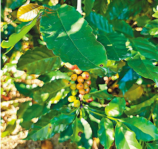 ●咖啡樹。 香港文匯報記者鍾健文  攝