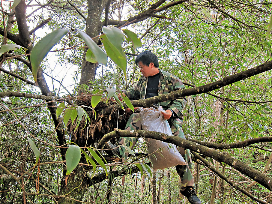 ●保護區工作人員安放仿生人工鳥巢。
