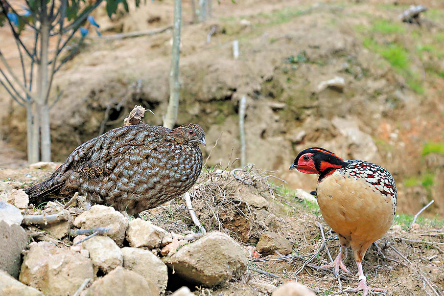●左為雌性黃腹角雉，右為雄性黃腹角雉（非發情期）。
