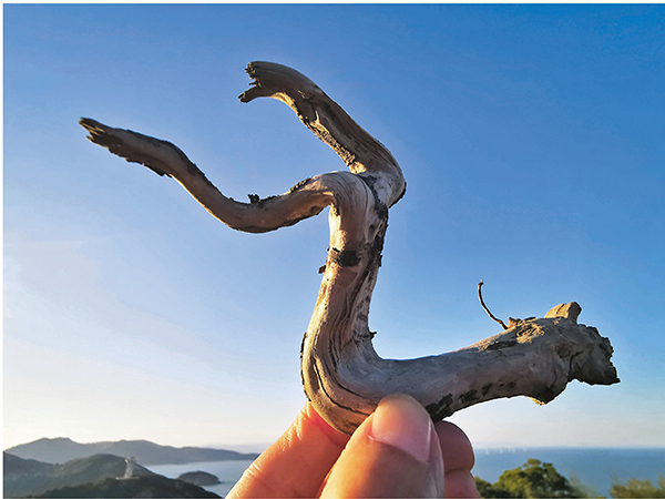 ●蒙太奇樹根。（李少雲攝） 作者供圖