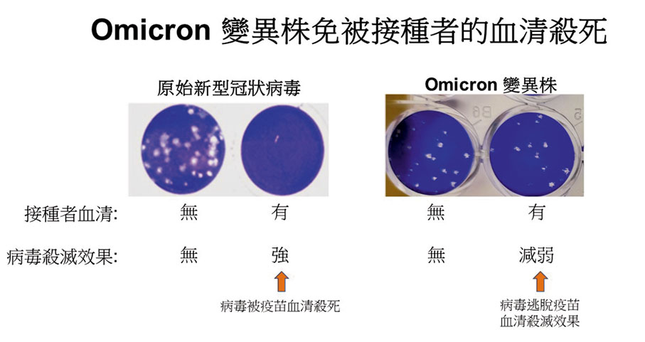 ●港大和中大聯合研究表明，Omicron可大幅減低復必泰疫苗的病毒中和能力。