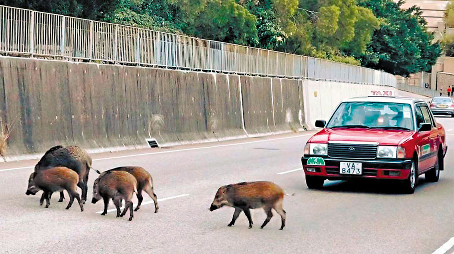 ●數碼港附近沙灣徑一群野豬悠閒穿過馬路，的士停下來為其讓路。 作者供圖