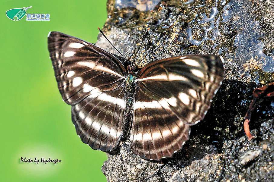 ● 卡環蛺蝶　鳳園蝴蝶保育區供圖