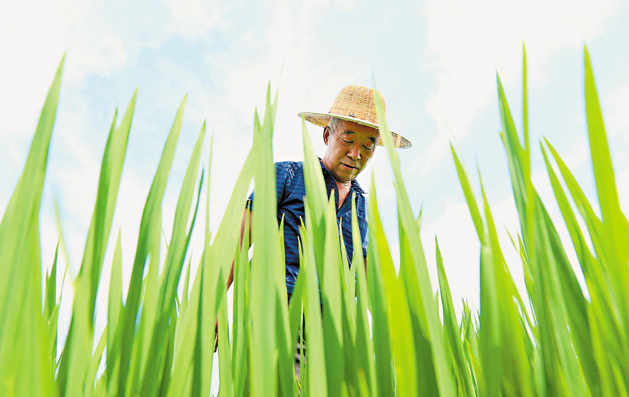 ● 中國人口增長，與占城稻的引入有關。圖為農民在旱稻田中工作。 資料圖片