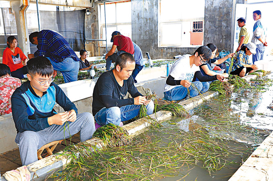 ● 捆紮海草種苗準備移植。 受訪者供圖