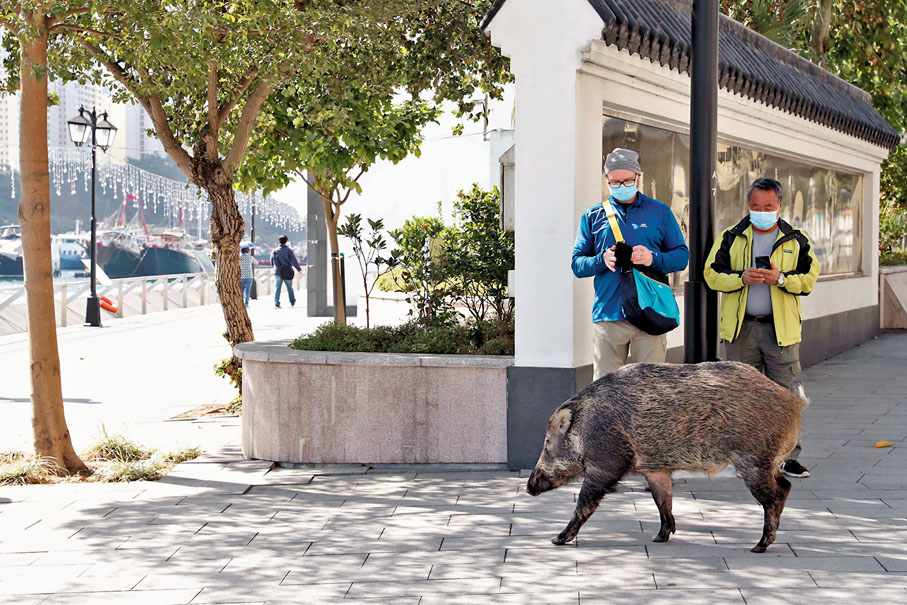 ● 香港的野豬問題愈來愈嚴重。圖為野豬在香港仔海濱公園「逛街」。 資料圖片