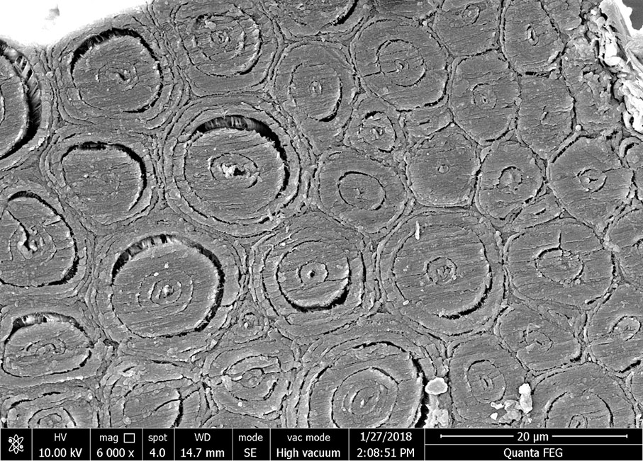 ●竹子中的纖維結構。受訪者供圖