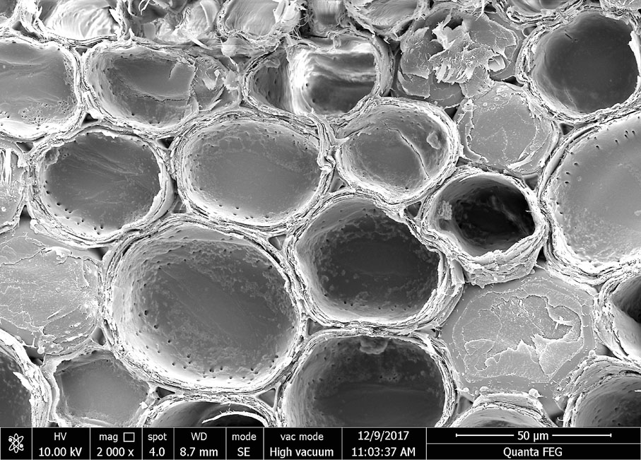 ●竹子中的薄壁細胞。受訪者供圖