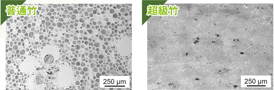 ●掃描電子顯微鏡(SEM)下的天然竹材結構，包含薄壁細胞和纖維。 受訪者供圖