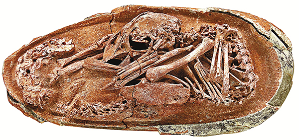 ● 這塊有着7,200萬年至6,600萬年歷史的化石屬於一隻沒有牙齒的獸腳類恐龍，是迄今為止科學記錄的最完整的恐龍胚胎。 香港文匯報記者蘇榕蓉 攝