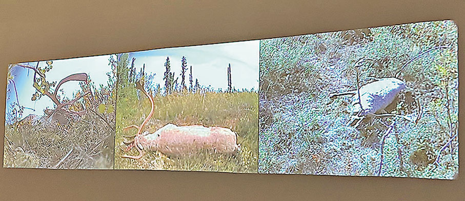 ◆《循環節奏》藝術家觀察的生物世界的時間與腐朽。