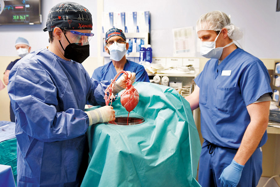 ◆ 豬心經基因改造。 美聯社