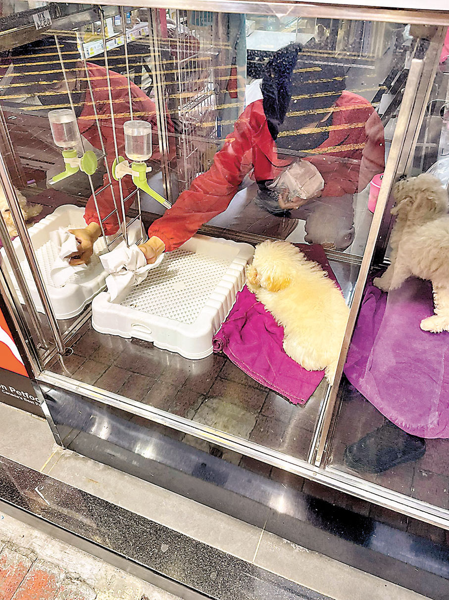 ◆ 寵物店職員無戴手套為狗仔執糞便。