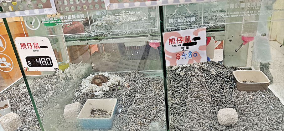 ◆旺角「金魚街」有寵物店在倉鼠缸貼上「停售」告示。 香港文匯報記者 攝