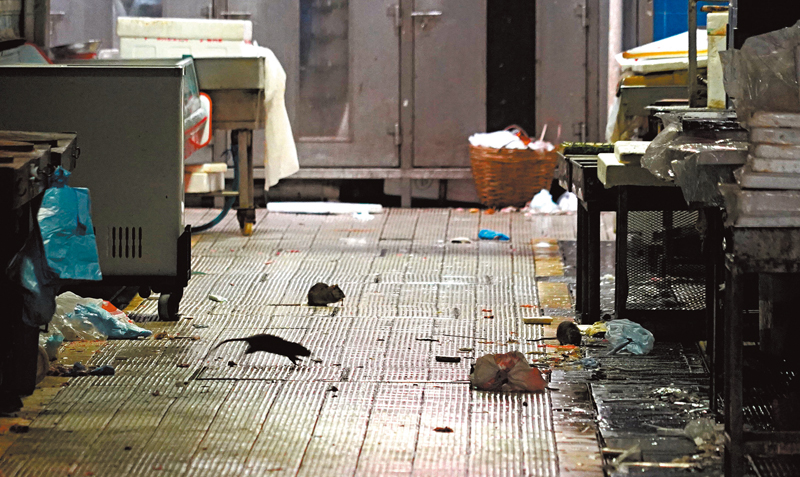 ◆昨天晚上，北河街街巿關門大清洗，在保安員甫一落閘關燈後，偌大的街巿通道馬上成為老鼠們的開餐大會。 香港文匯報記者  攝