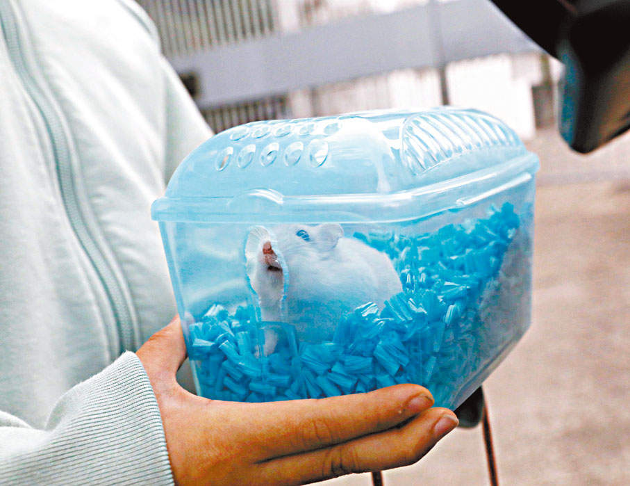 ◆漁護署指，市民交予該署處理的倉鼠中，有一隻對新冠病毒測試呈陽性反應。資料圖片