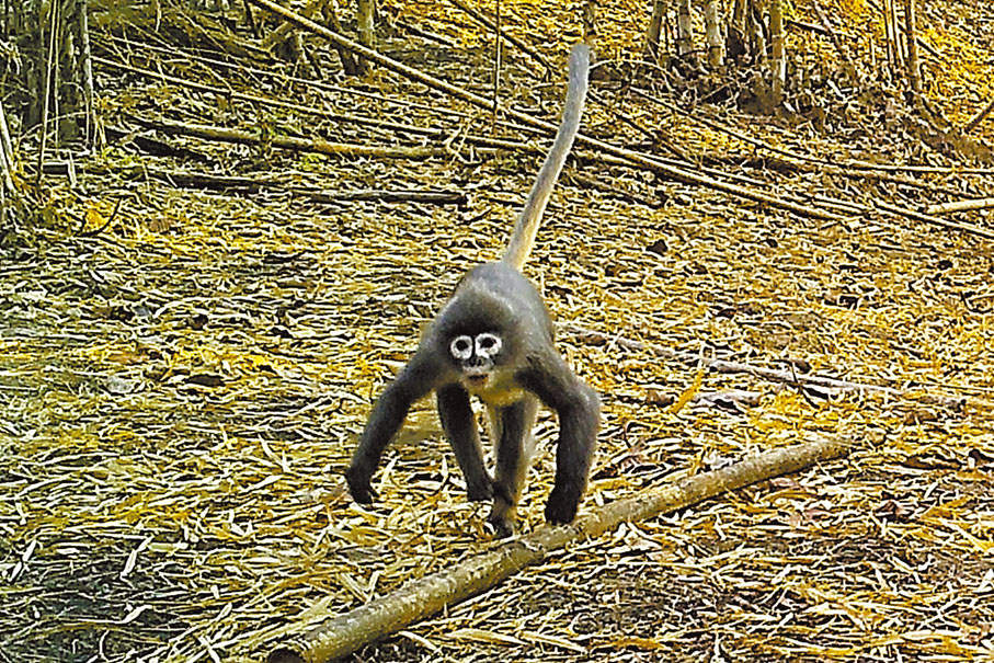 ◆ 新品種波巴葉猴