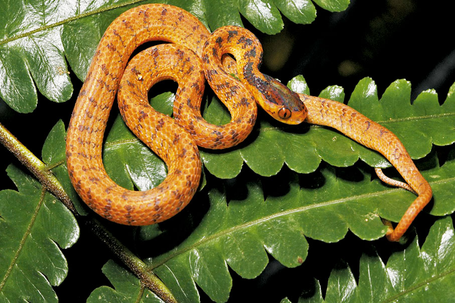 ◆ 呈橙色的橫紋鈍頭蛇