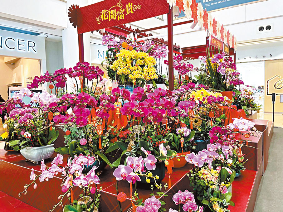◆賀年蘭花、年桔及桃花為新年增添氣氛。 作者供圖