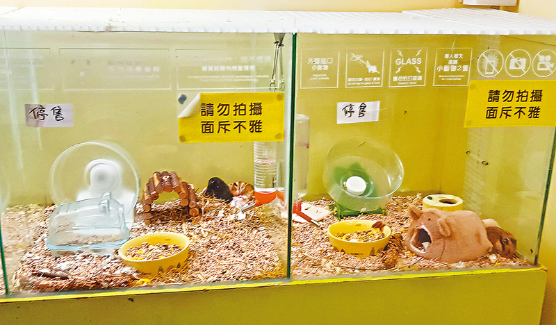 ◆ 全港所有可售賣倉鼠的寵物店獲發一次性特惠金，金額按店舖面積計算，約1萬元至3萬元。 資料圖片