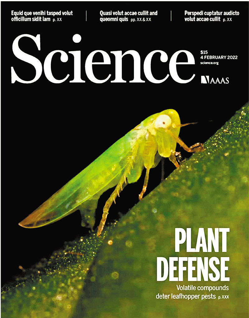 ◆中國科學院分子植物科學卓越創新中心李大鵬研究團隊與德國馬克斯普朗克化學生態所合作在《科學》以封面論文的形式發表論文，揭示植物應對害蟲機制。 網上圖片