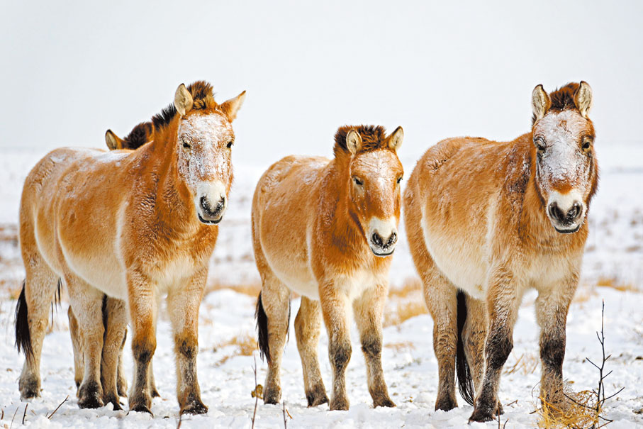 ◆在新疆卡拉麥里山有蹄類野生動物自然保護區，普氏野馬在雪地中覓食。新華社