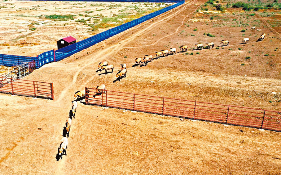 ◆新疆野馬繁殖研究中心。新華社