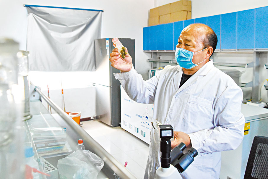 ◆恩特馬克進行馬糞的寄生蟲檢查。 新華社