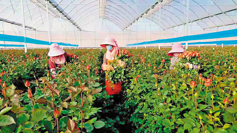 ◆ 鮮花基地裏種植的玫瑰 。  