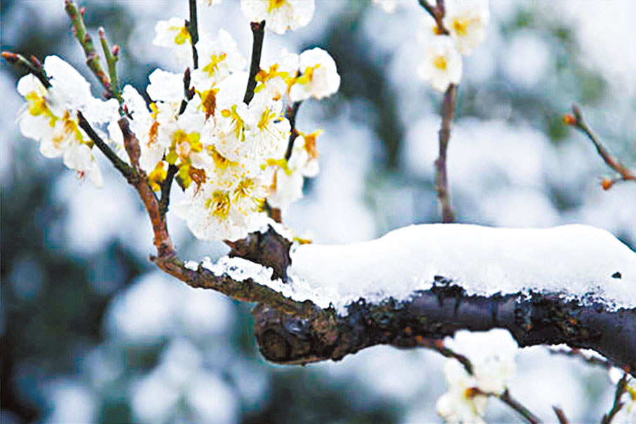 ◆雪中白梅。（韓鳳平攝）作者供圖