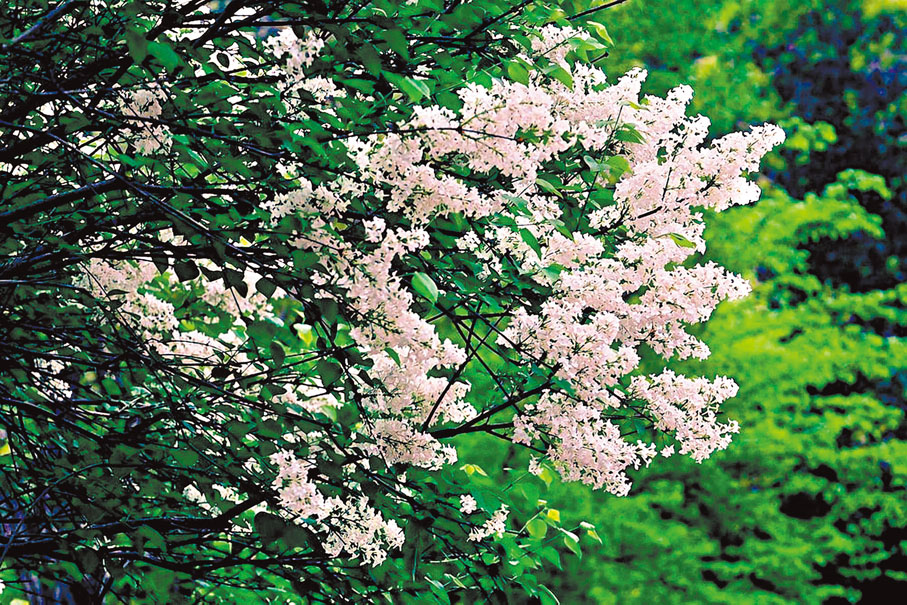 ◆心有丁香滿園春。（韓鳳平攝）作者供圖