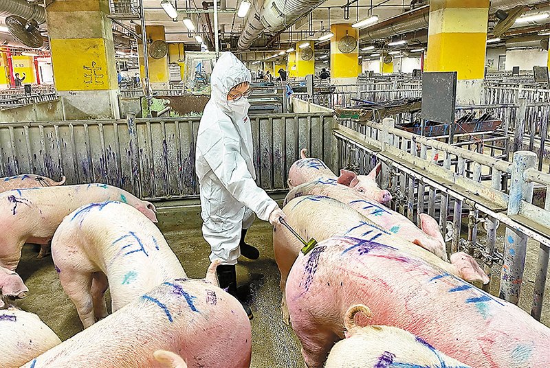 ◆ 疫情下人手緊張,為了保障供港活豬供應,粵海廣南行公司員工上下都穿防護服、水靴進入屠房補位工作。 受訪者供圖