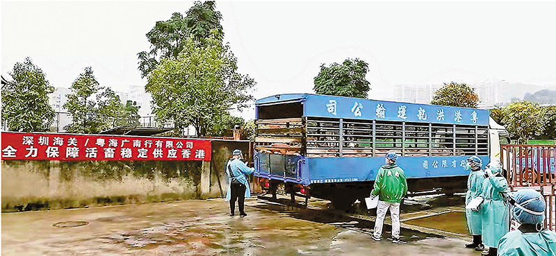 ◆ 在3月7日活豬復供以來，粵海廣南行現時每天供應量穩定在1,300頭左右。 受訪者供圖