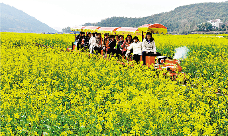 ◆在福建武夷山市五夫鎮，遊客乘坐觀光小火車在油菜花田裏遊覽。