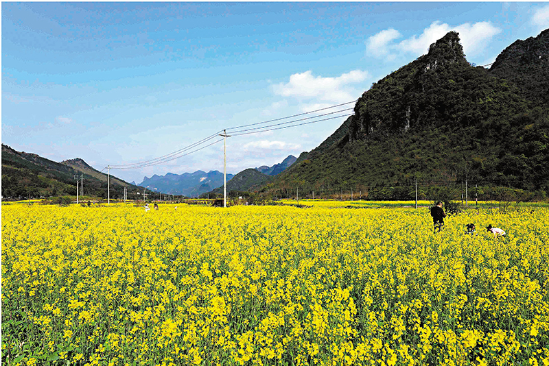 ◆廣西柳州市融安縣浮石鎮橋頭村拍攝的油菜花海。