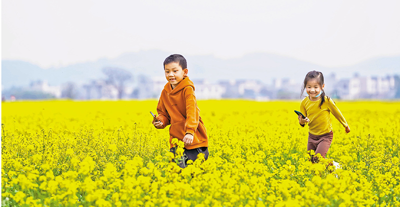 ◆兒童在油菜花田追逐嬉戲。