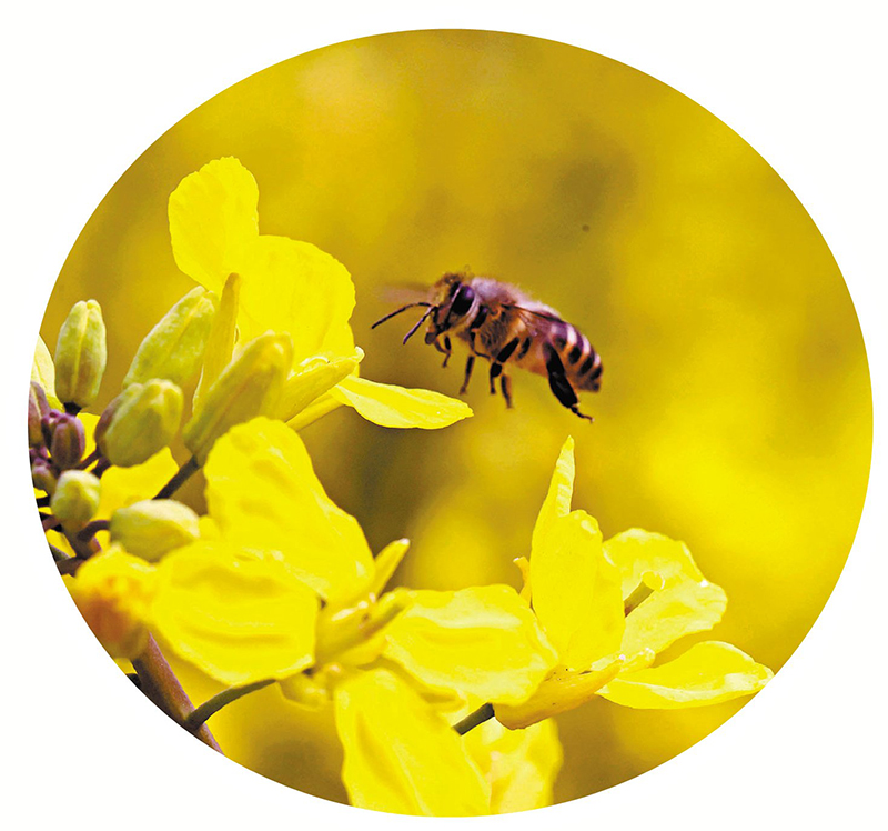 ◆蜜蜂在油菜花叢中飛舞。