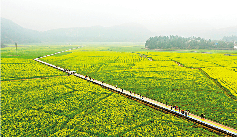 ◆湖南省宜章縣楊梅山鎮的油菜花田。