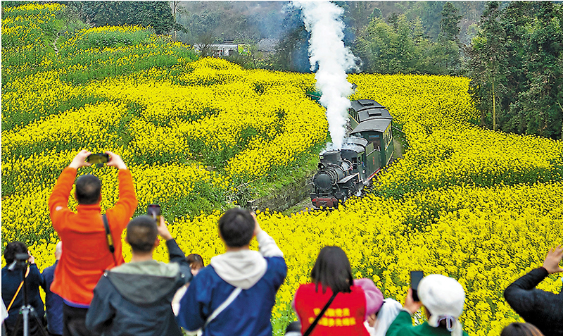 ◆在四川犍為縣，穿越油菜花海的蒸汽小火車吸引遊客們拍照。