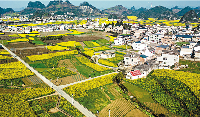 ◆木崗鎮的油菜花田