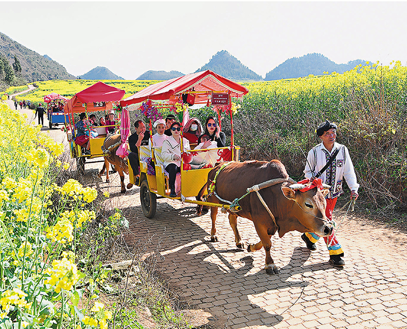 ◆金雞村村民趕牛車拉遊客觀賞油菜花。