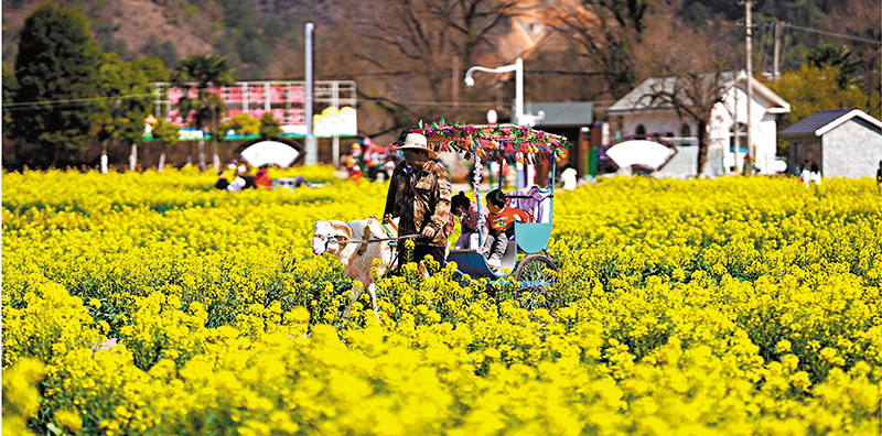 ◆遊客乘坐觀光車在油菜花田中穿行。