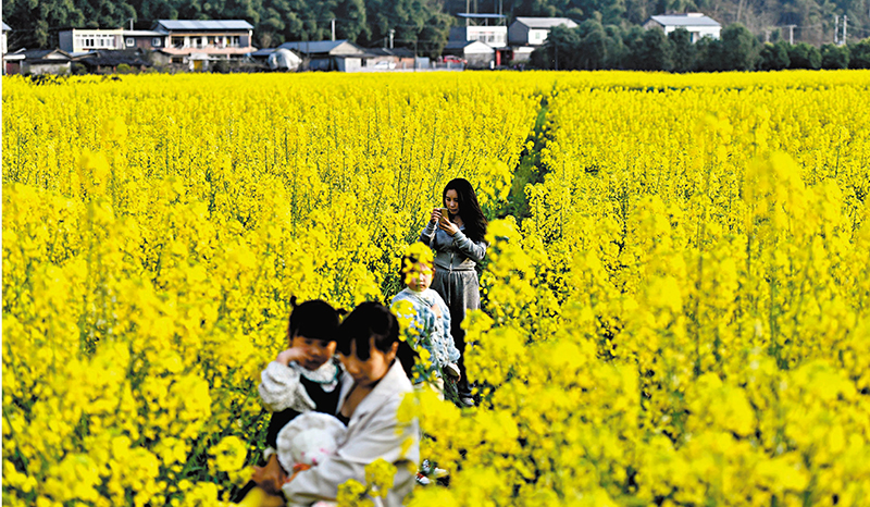 ◆雙壩村油菜花田與農舍構成一幅田園畫卷。