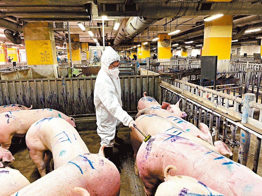 ◆江森輝在豬欄現場檢查到貨質量，協助理貨打印。