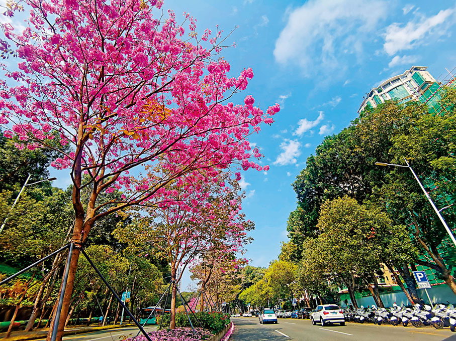 ◆ 3月21日，深圳的馬路上恢復了往日的車流。