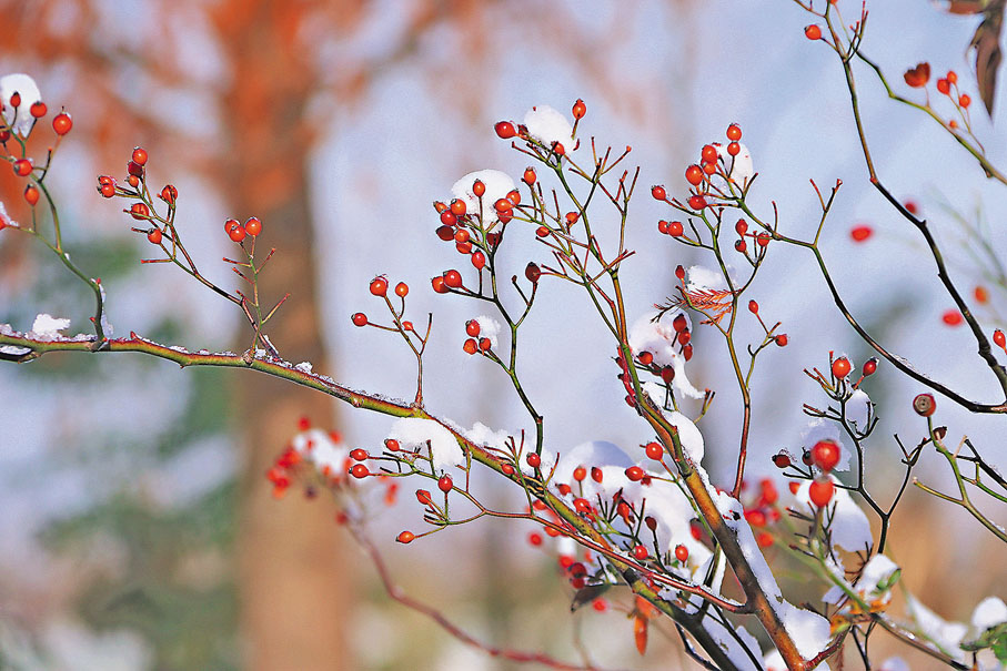 ◆蒼勁青松和落羽杉林披上一層積雪，極為美麗。