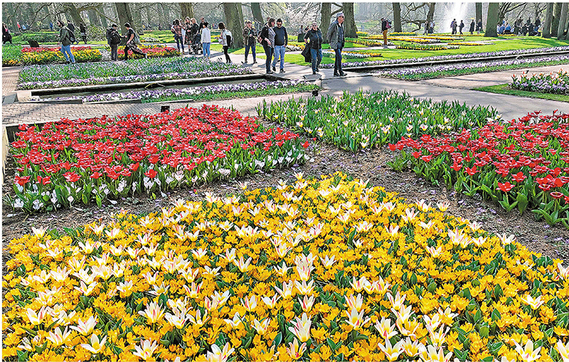 ◆繽紛鬱金香花海