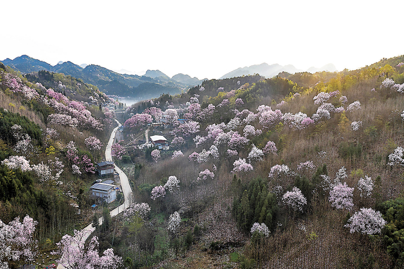 ◆四川江油市辛夷花盛開