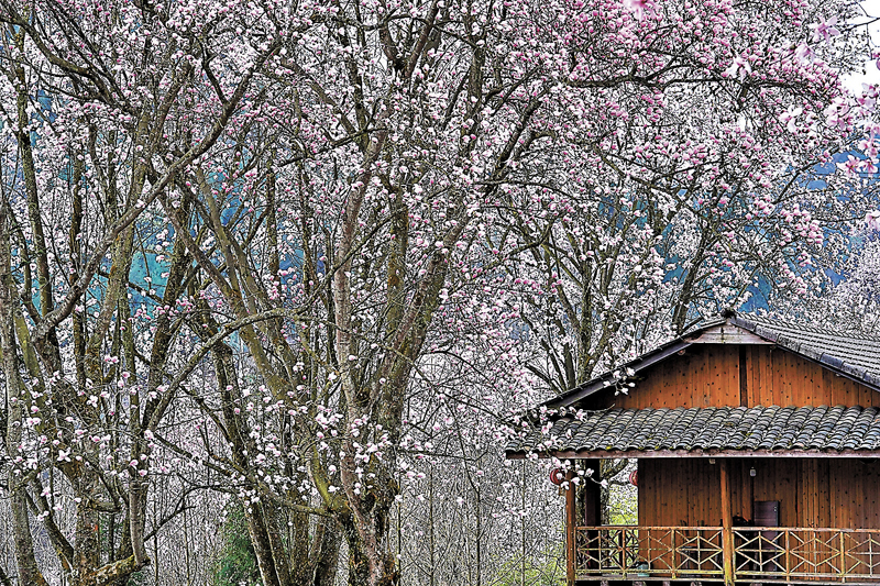 ◆辛夷花盛開，花林農舍相映成景。